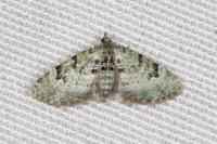 Chloroclystis v-ata