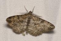 Peribatodes rhomboidaria rhomboidaria