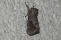 Clostera anachoreta