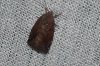 Cosmia pyralina