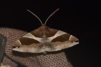 Dysgonia algira