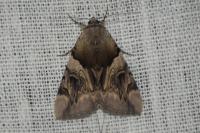 Catocala fulminea