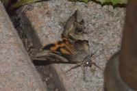 Catocala fulminea