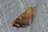 Ennomos alniaria