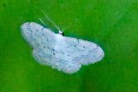 Idaea seriata