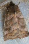 Ipimorpha subtusa