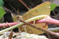 Angerona prunaria