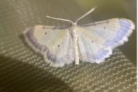 Idaea politaria