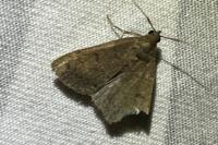 Nodaria nodosalis