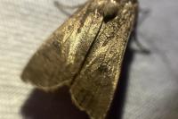 Agrotis segetum