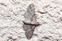 Gymnoscelis rufifasciata