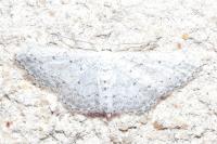 Idaea seriata
