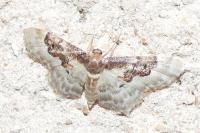 Idaea rusticata