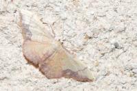 Idaea ostrinaria