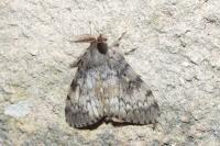 Lymantria dispar