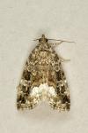 Deltote pygarga