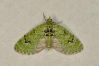 Chloroclystis v-ata