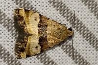 Pseudozarba bipartita