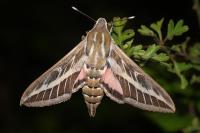 Hyles livornica