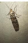 Dioryctria
