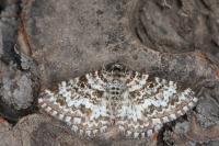 Epirrhoe pupillata