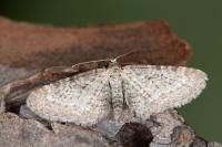 Eupithecia satyrata