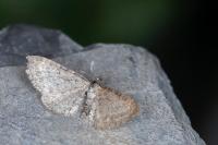 Eupithecia intricata