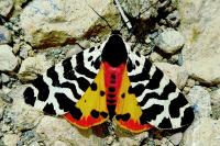 Arctia tigrina