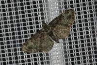 Pasiphila rectangulata