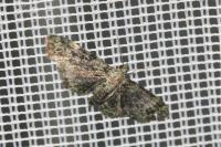 Pasiphila rectangulata