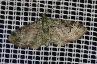 Pasiphila rectangulata