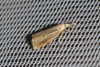 Chrysoteuchia culmella