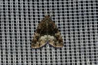 Deltote pygarga