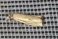 Crambus lathoniellus