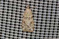 Scoparia ambigualis/basistrigalis