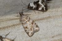 Scoparia ambigualis/basistrigalis