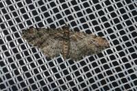 Gymnoscelis rufifasciata