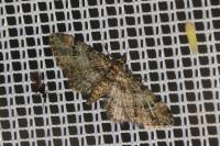 Gymnoscelis rufifasciata