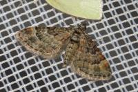 Gymnoscelis rufifasciata