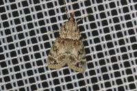 Eudonia mercurella