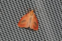 Miltochrista miniata
