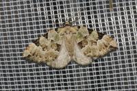 Colostygia pectinataria