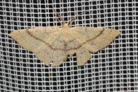 Cyclophora