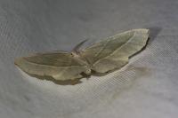 Campaea margaritaria