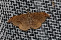 Drepana curvatula