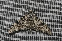 Biston betularia