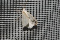 Lomographa temerata