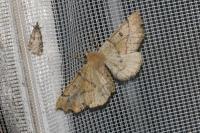 Odontopera bidentata