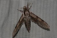 Hyloicus pinastri