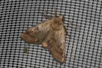Diarsia mendica
